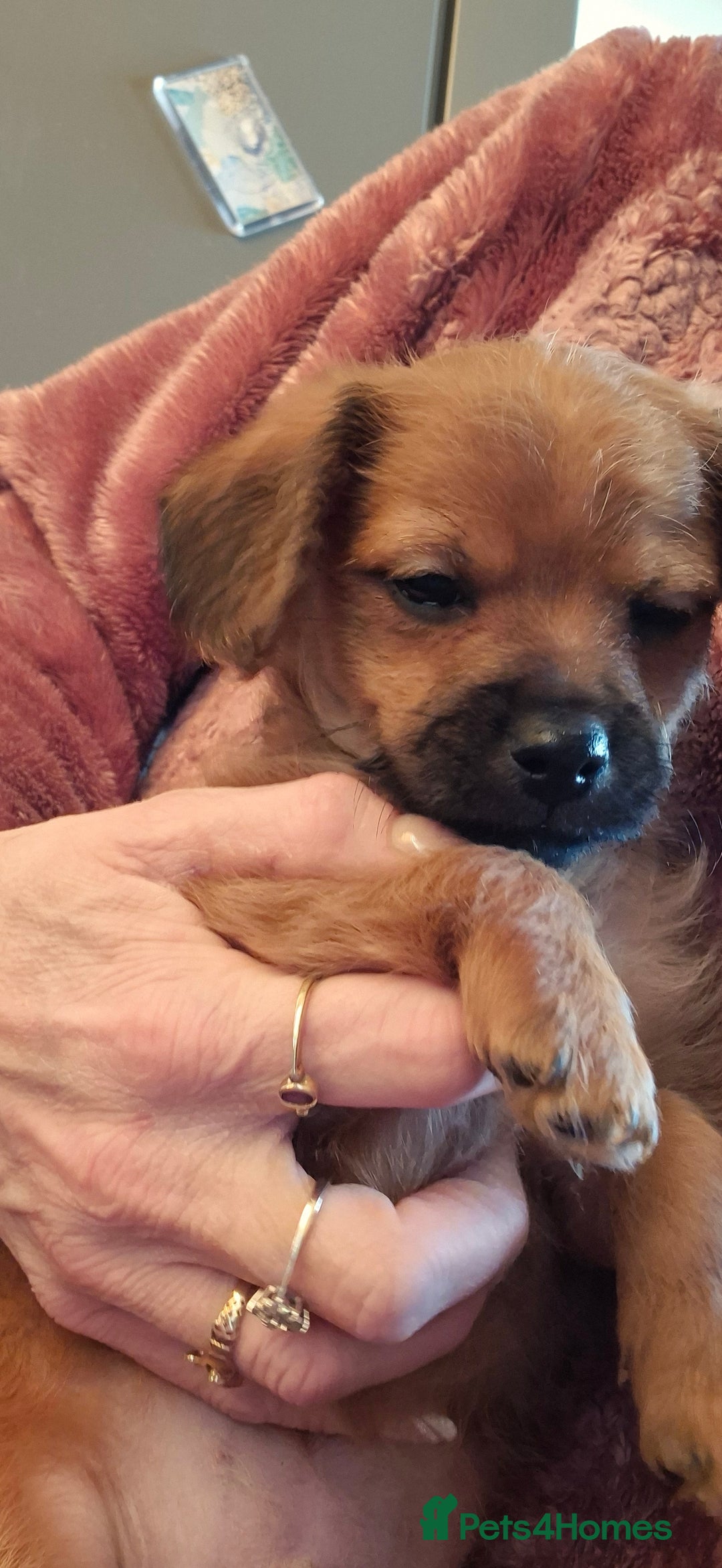 Chipoo dogs for sale: Beautiful chipoo puppys  - Advert 29