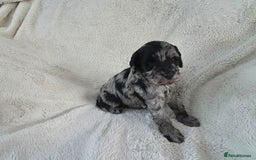Schnoodle dogs for sale: 3 Stunning F2b Mearle Schnoodle Puppies - Image 12