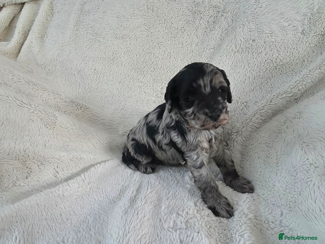 Schnoodle dogs for sale: 3 Stunning F2b Mearle Schnoodle Puppies - Image 12