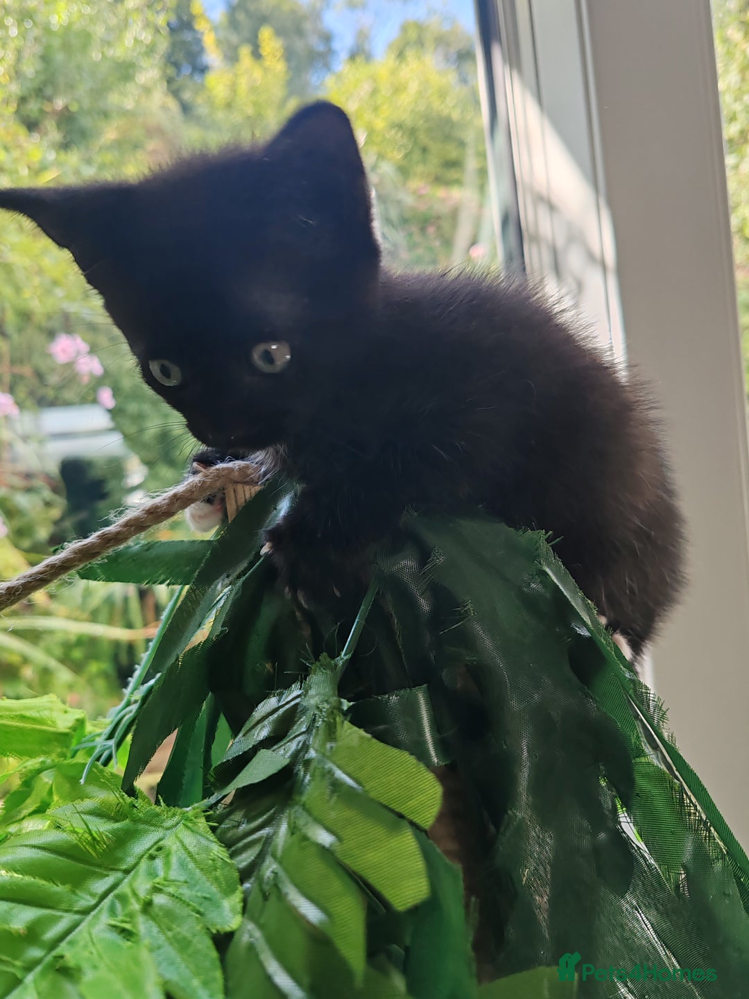 Mixed Breed cats for sale: Birman X Persian x Maine Coon Kittens - Image 5