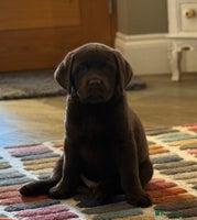 Labrador Retriever dogs KC Labrador Puppies Black Lab puppies - Advert 6
