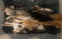 Mixed Breed cats for sale: Mixed breed 7 Kittens, 5 males and 2 female  - Image 3