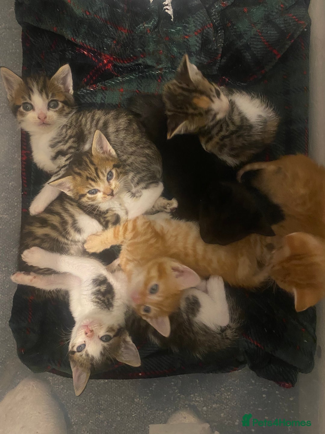 Mixed Breed cats for sale: Mixed breed 7 Kittens, 5 males and 2 female  - Image 3