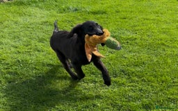 Flat coated Retriever dogs for sale: Black Flatcoat retriever puppies for sale  - Image 8