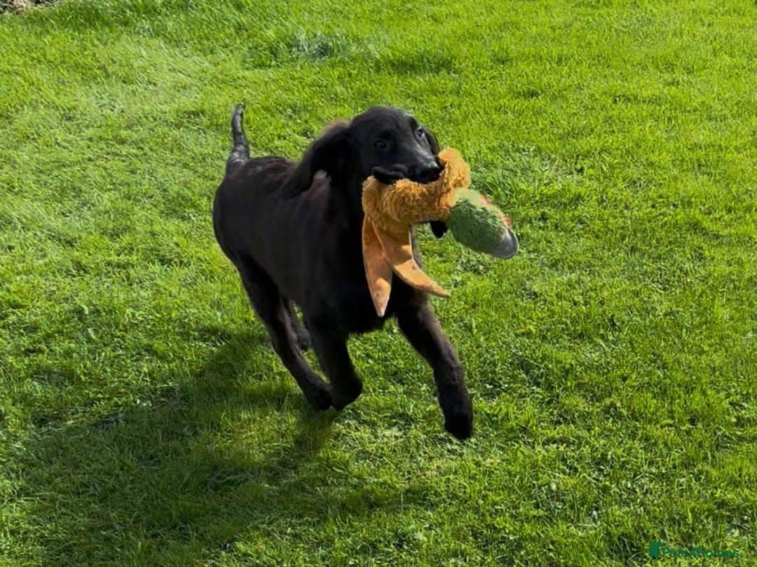 Flat coated Retriever dogs for sale: Black Flatcoat retriever puppies for sale  - Image 8
