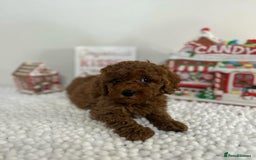 Goldendoodle dogs for sale: Beautiful GoldenDoodle Puppies Ready This Weekend! - Image 18