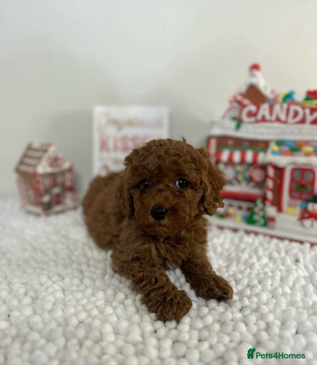 Goldendoodle dogs for sale: Beautiful GoldenDoodle Puppies Ready This Weekend! - Image 18