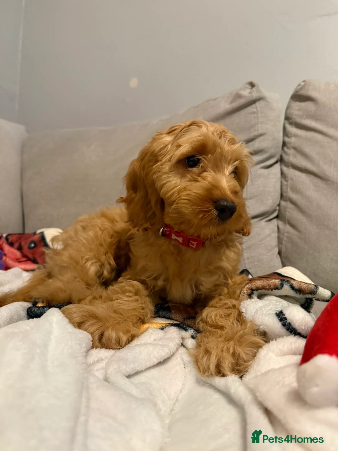 Cockapoo dogs for sale: Cockapoo puppy  - Advert 2