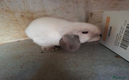 Mini Lop rabbits for sale: Mini Lops - Image 4
