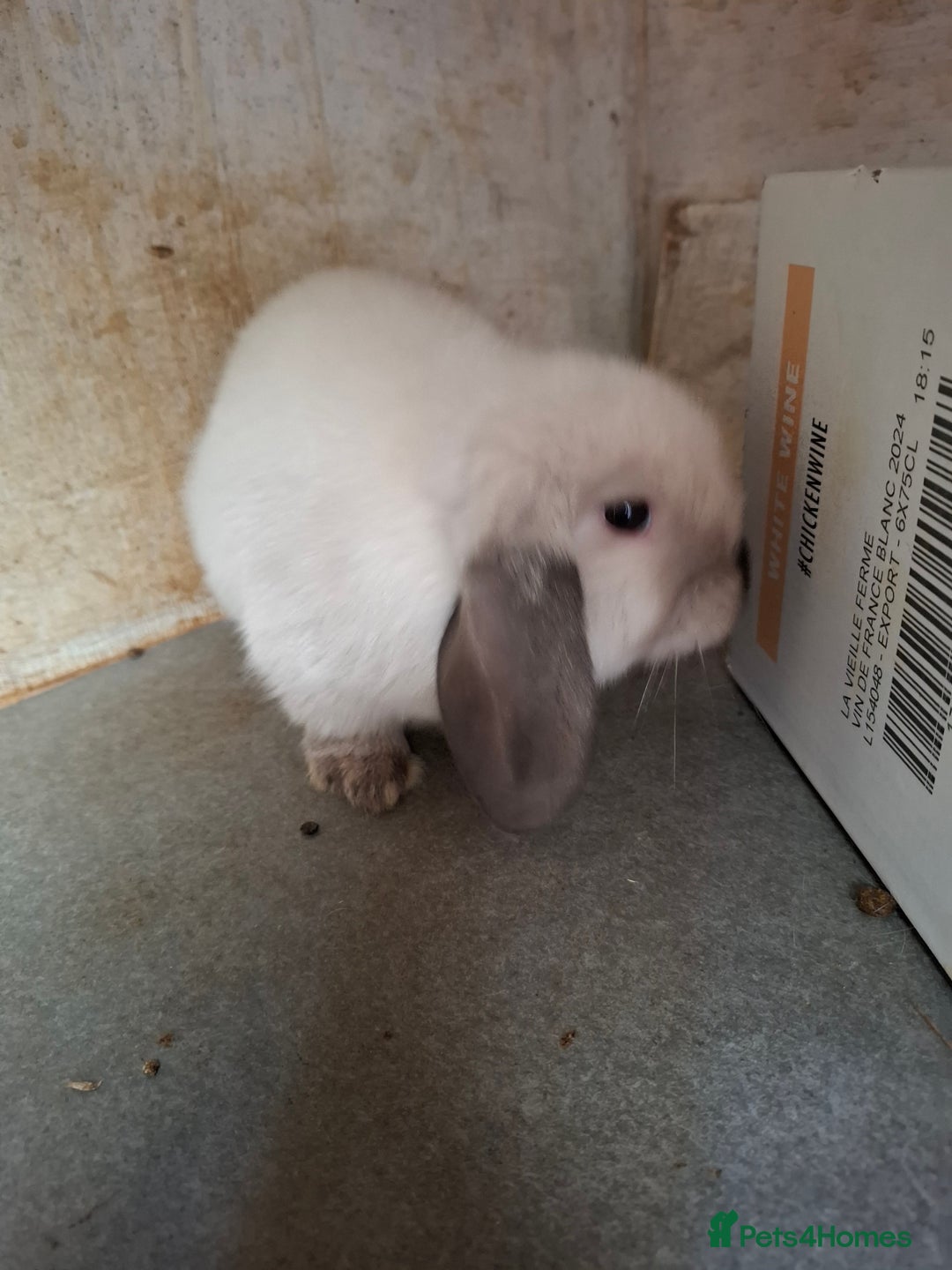 Mini Lop rabbits for sale: Mini Lops - Image 4