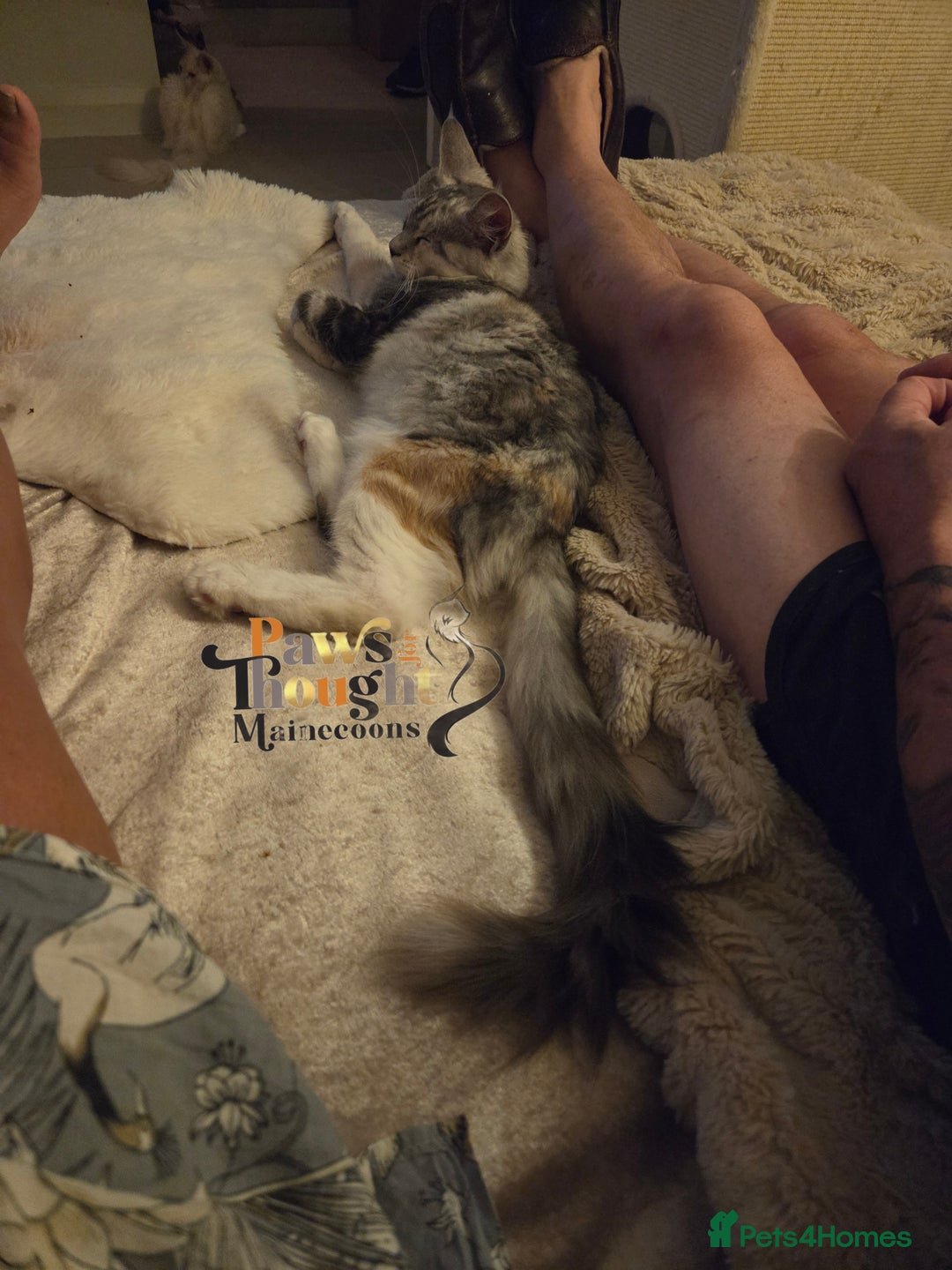 Maine Coon cats for sale: Stunning quality tica registered Mainecoon  - Image 26
