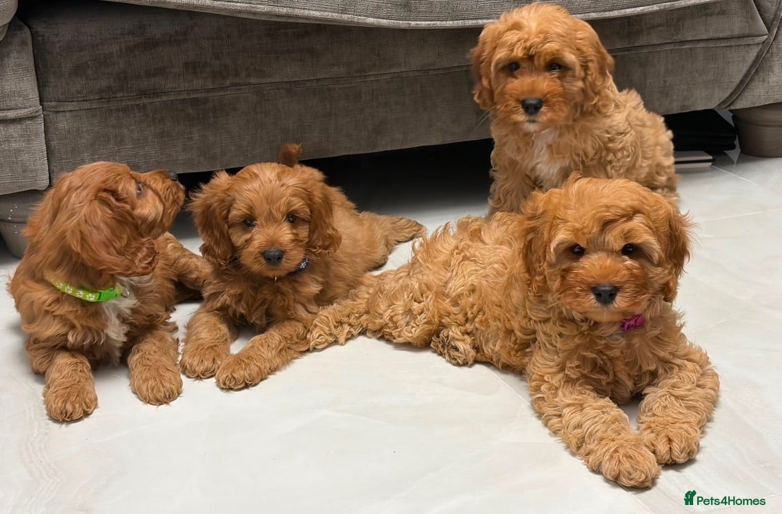 Cavapoo dogs 5⭐️licensed Breeder, outstanding F1 cavapoo’s  - Advert 2