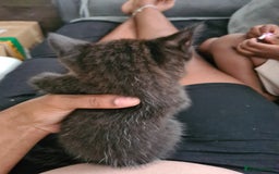 Domestic Shorthair cats for sale: 10 week old boy - Image 3