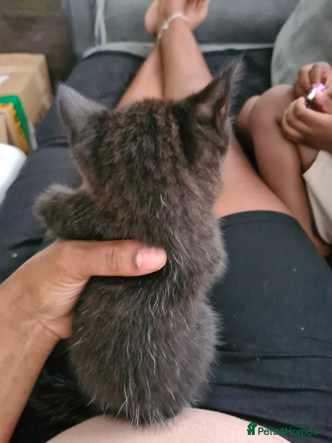 Domestic Shorthair cats for sale: 10 week old boy - Image 3