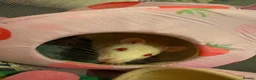 Rat rodents for sale: Female rats looking for a new home💗 in Spennymoor - Advert 2