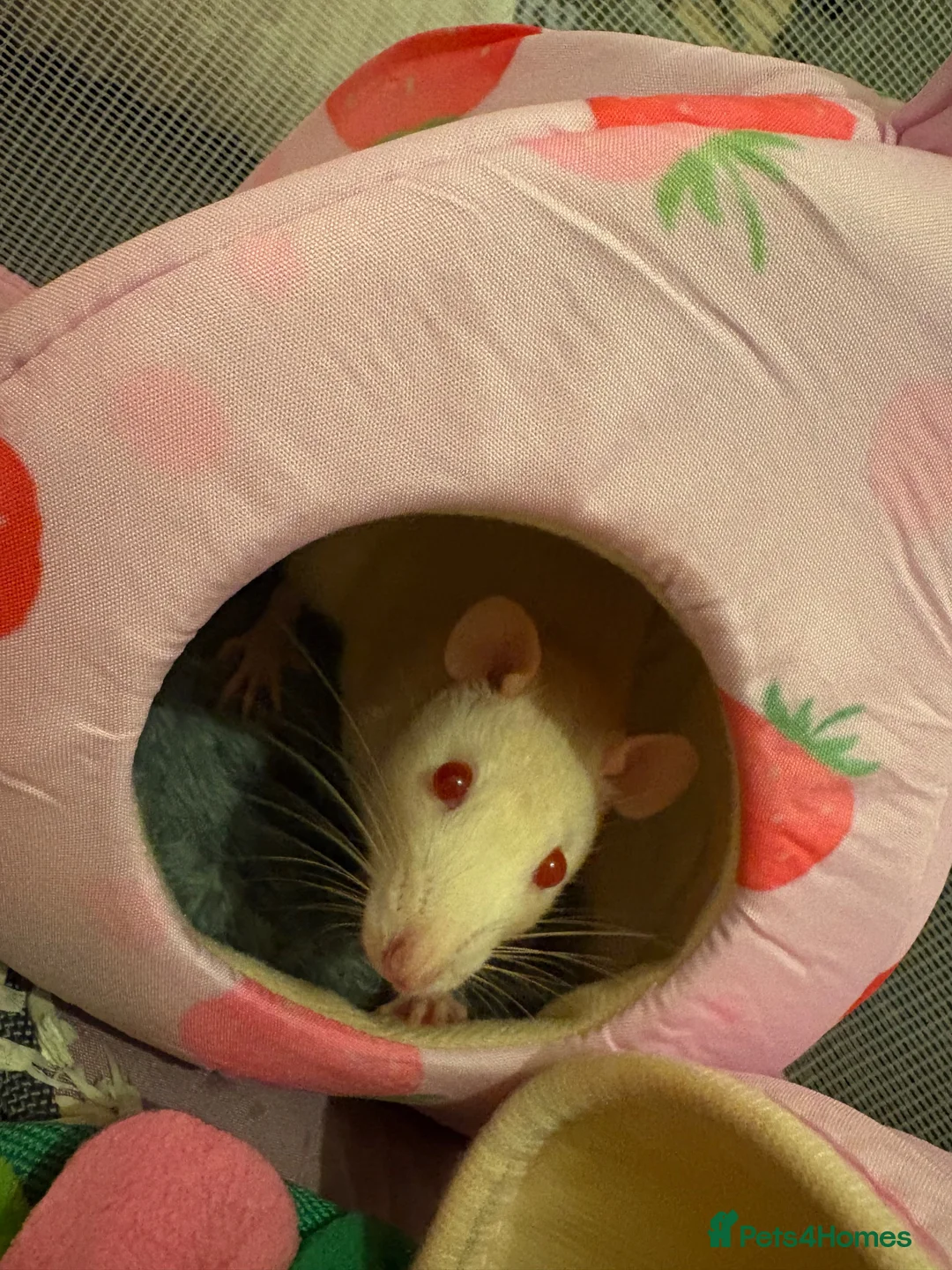 Rat rodents for sale: Female rats looking for a new home💗 in Spennymoor - Advert 2