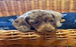 Miniature Dachshund dogs for sale: Stunning Miniature Smooth Dachshunds - Image 16