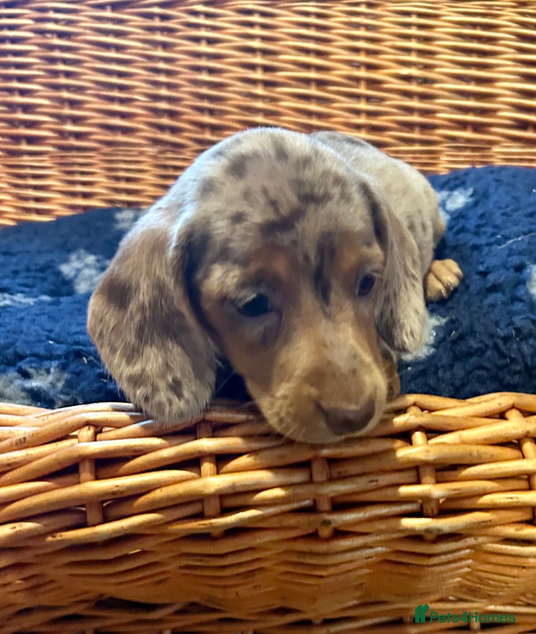 Miniature Dachshund dogs for sale: Stunning Miniature Smooth Dachshunds - Image 16
