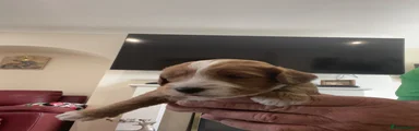 Cockapoo 1