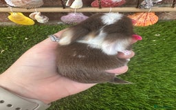 Mini Lop rabbits for sale: Stunning mini lops - Image 8