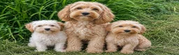 Cockapoo dogs for sale: Beautiful Cockapoo Puppies – Boy & Girl - Advert 4