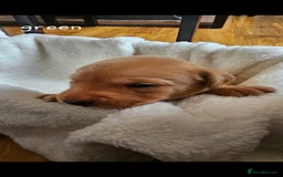 Labrador Retriever dogs for sale: 8 beautiful labrador puppies  - Image 6