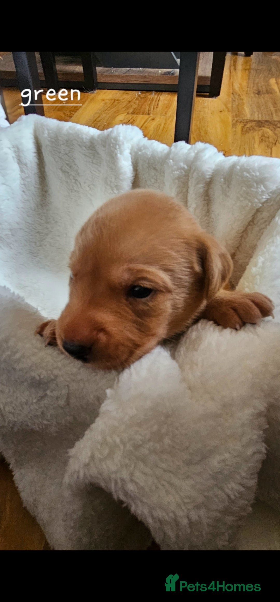 Labrador Retriever dogs for sale: 8 beautiful labrador puppies  - Image 6
