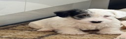 Sealyham Terrier dogs for sale: Stunning Sealyham Terriers  - Advert 25