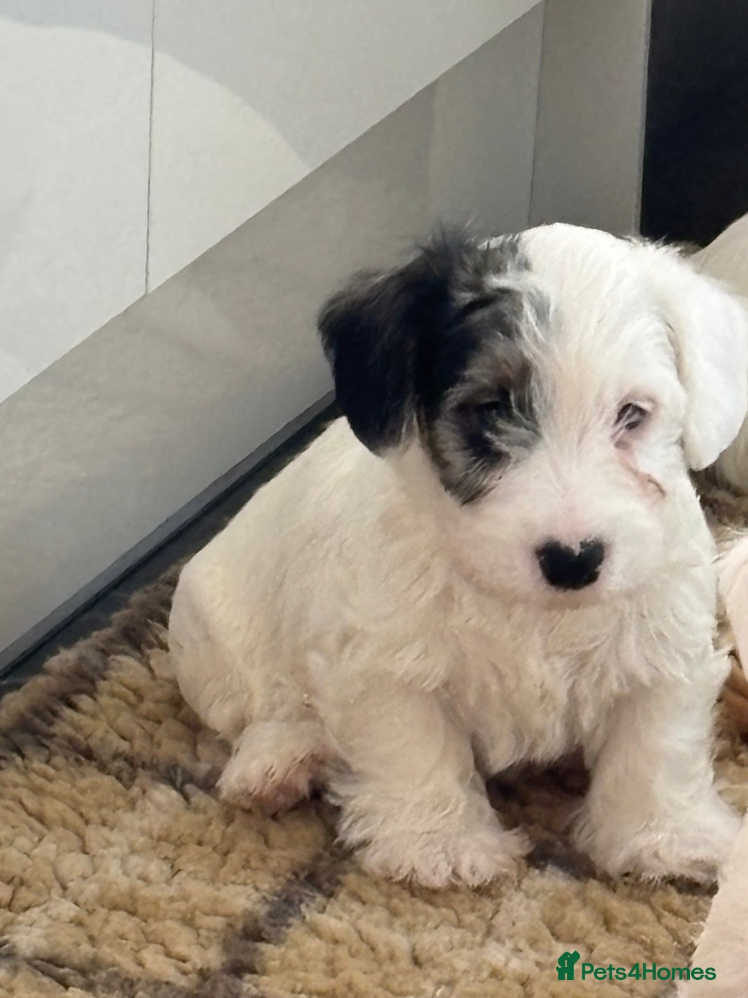 Sealyham Terrier dogs for sale: Stunning Sealyham Terriers  - Advert 25