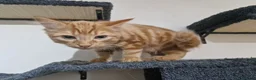 Mixed Breed cats for sale: Two Kittens Available - Advert 3