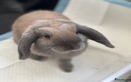 Mini Lop rabbits for sale: Adorable Mini Lop Bunny (vaccinated) - Image 7