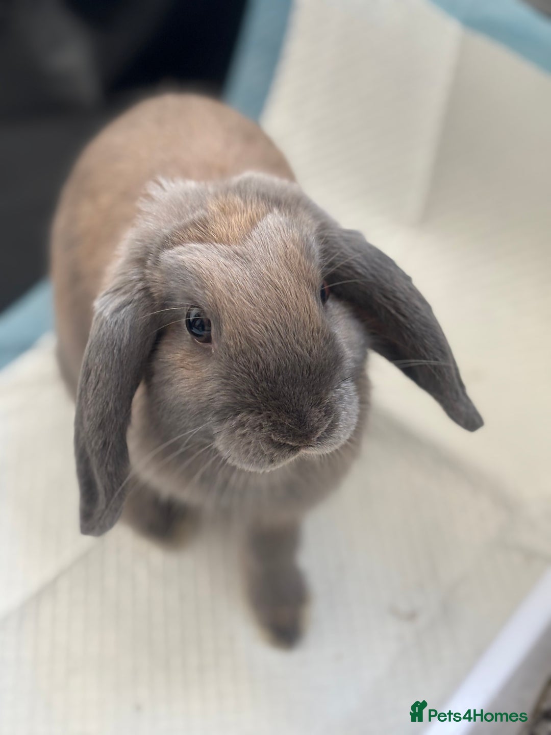 Mini Lop rabbits for sale: Adorable Mini Lop Bunny (vaccinated) - Image 7