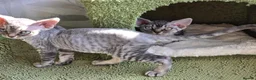 Devon Rex cats for sale: Morph and Nalia - Advert 6