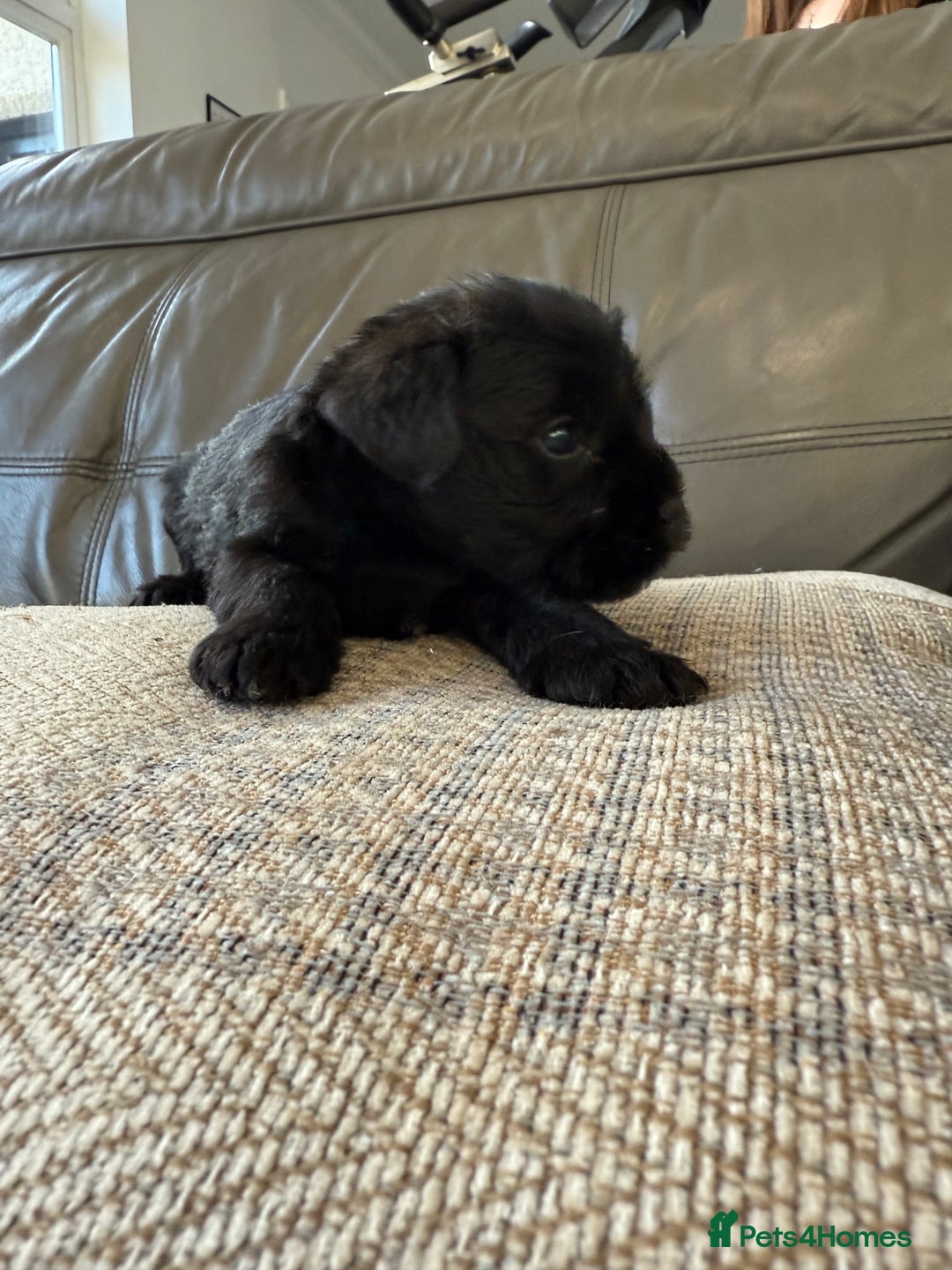 Miniature Schnauzer dogs for sale: KC MAC BVA MIniature Schnauzer puppies  - Image 15