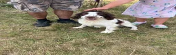 English Springer Spaniel dogs for sale: Springer spaniel  - Advert 5