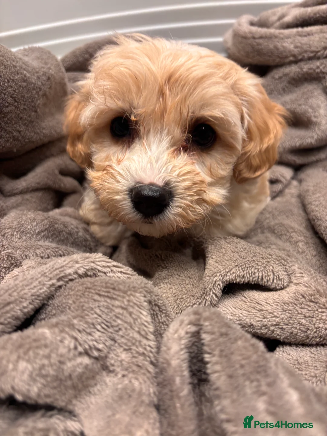 Maltese dogs for sale: Stunning F1 health tested Maltipoo pups in Northallerton - Advert 1