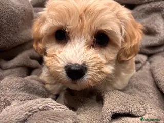 Maltese dogs Stunning F1 health tested Maltipoo pups in Northallerton - Advert 17