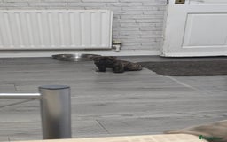 Mixed Breed dogs for sale: Chaffy puppies Chow x Staffy - Advert 9