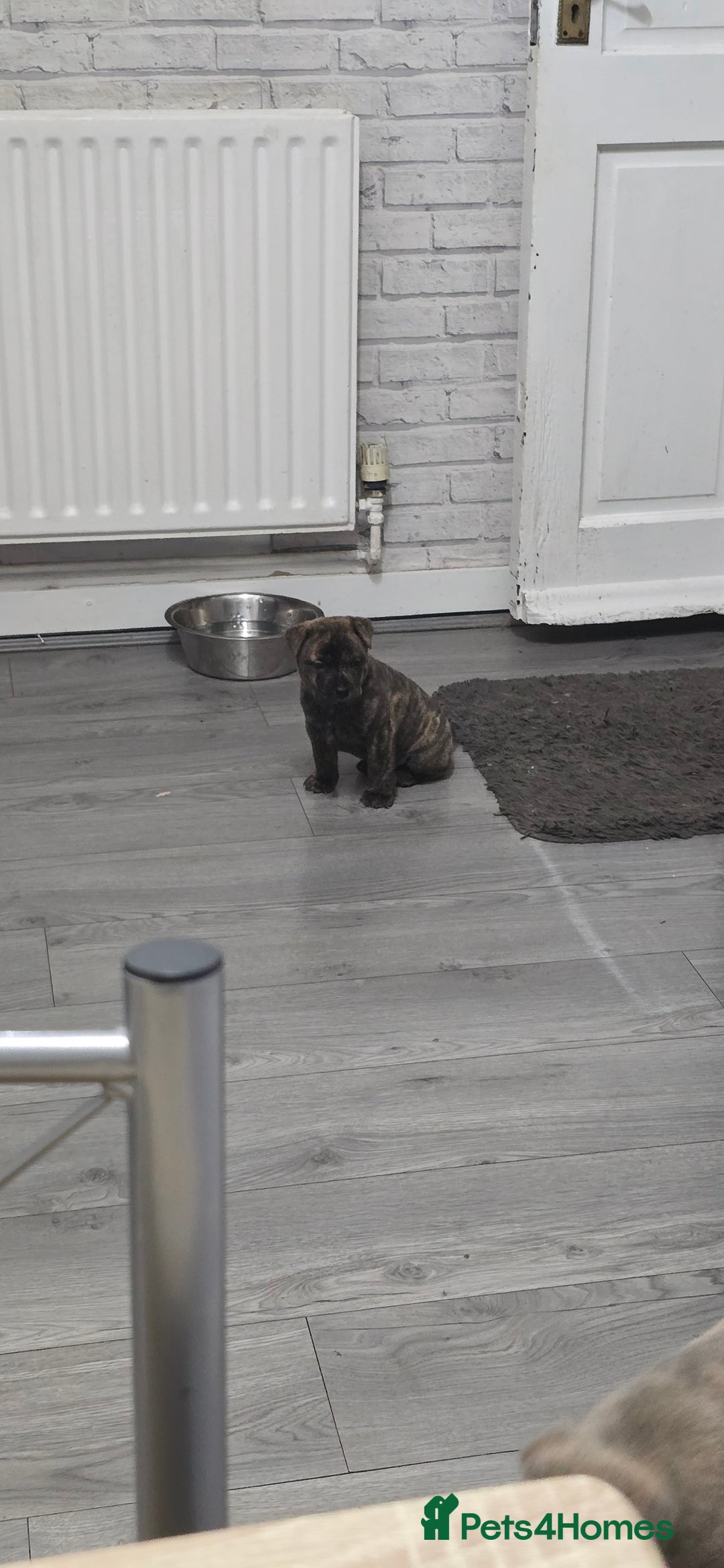 Mixed Breed dogs for sale: Chaffy puppies Chow x Staffy - Advert 9