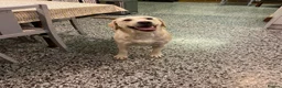 Labrador Retriever dogs for sale: Chunky Labrador puppies - Advert 16