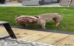 English Bulldog dogs for sale: Pablo - Image 7