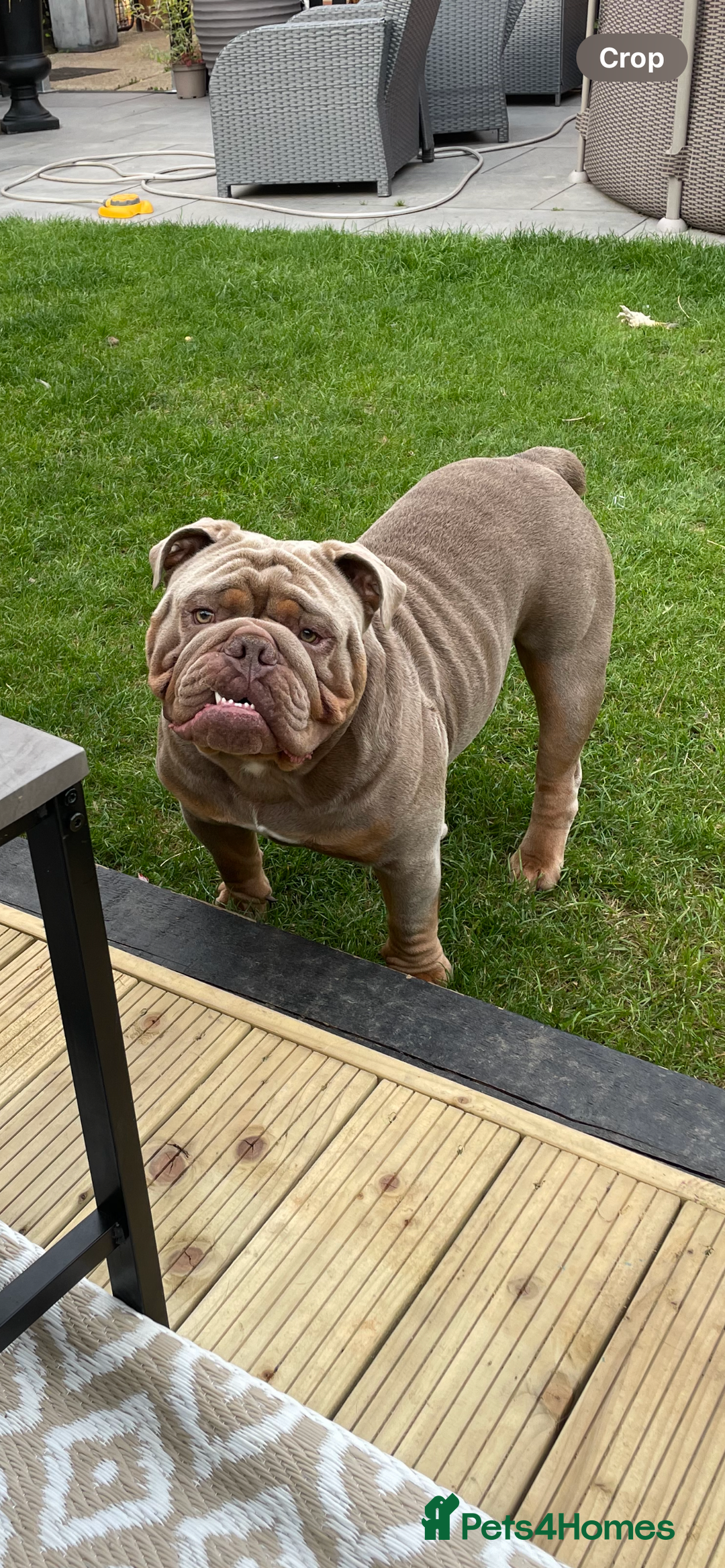 English Bulldog dogs for sale: Pablo - Image 7