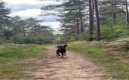 Dobermann dogs for sale: Lovely Boy Doberman - Image 3