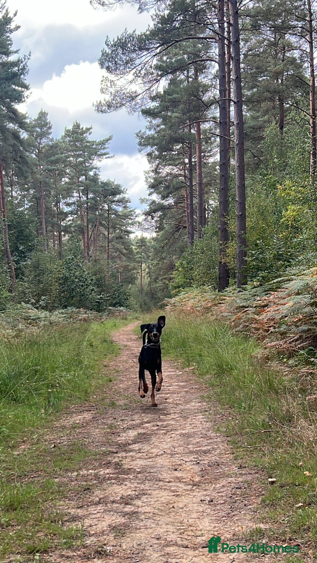 Dobermann dogs for sale: Lovely Boy Doberman - Image 3