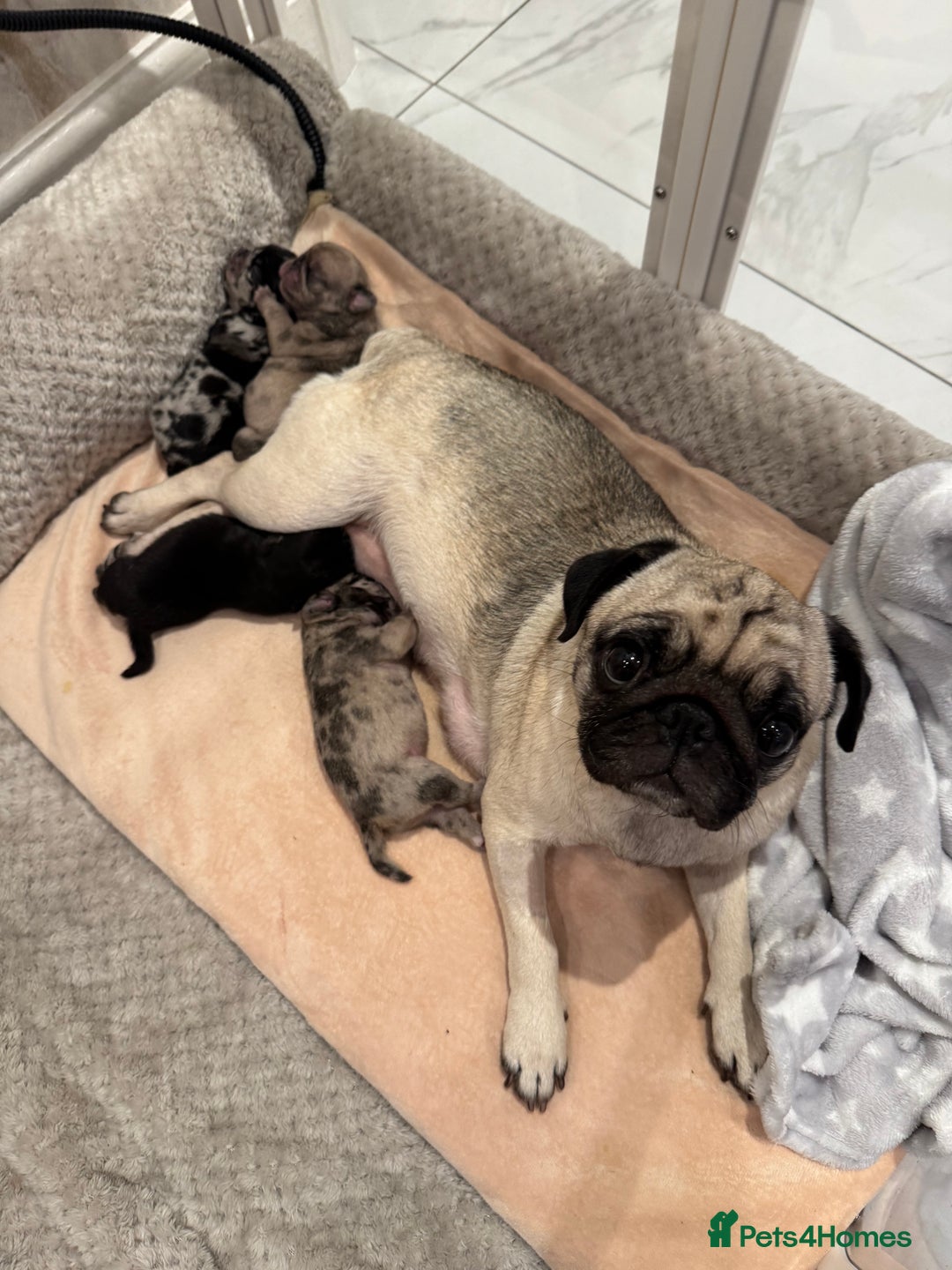 Frug dogs for sale: Pug/frenchie  - Advert 20