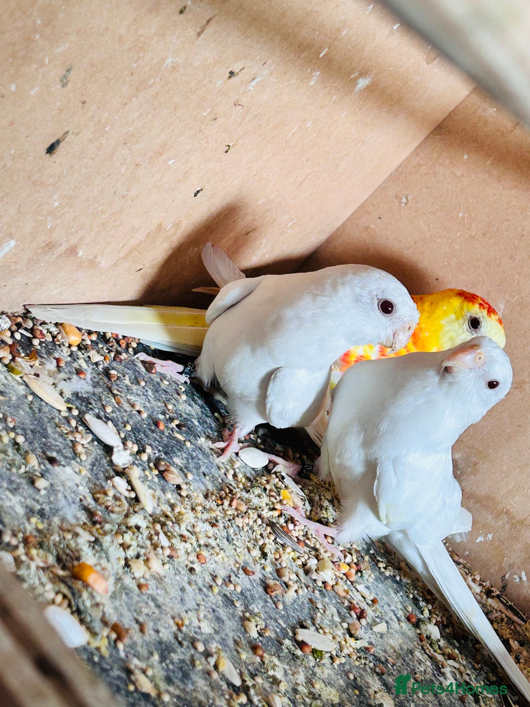 Parakeets birds for sale: Pair of albino red rump parrot for sale  - Image 3