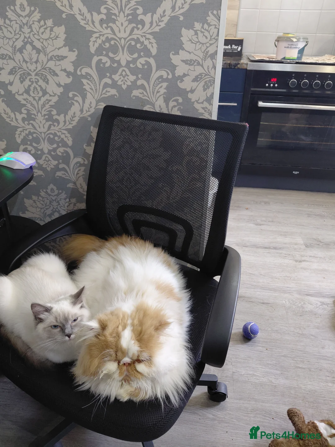 Persian cats for sale: Male persian 4 years  - Advert 1