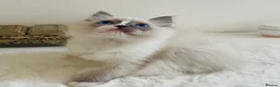 Ragdoll cats for sale: Full pedigree Champion line Ragdoll kittens ❤️😻 - Advert 7