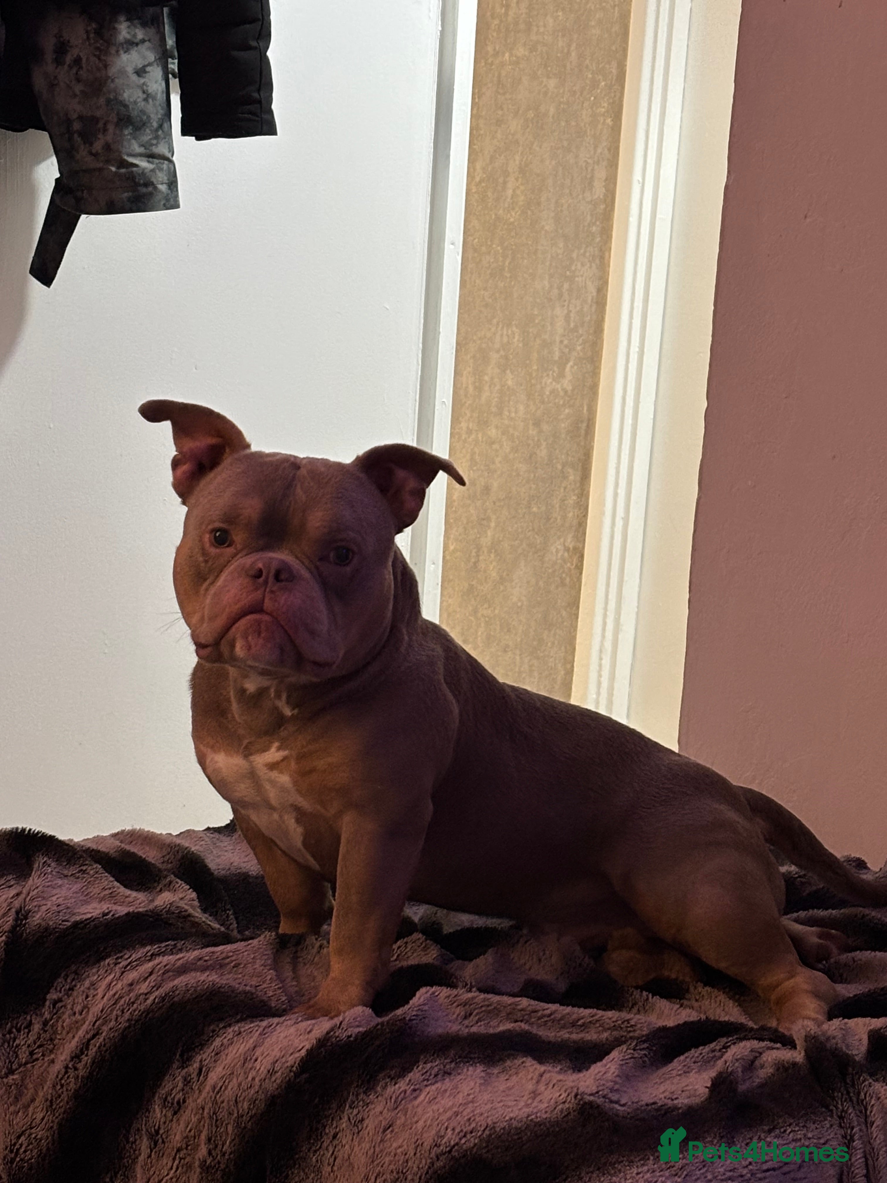 American Bully dogs Stunning Micro Bully - Registered  - Advert 2