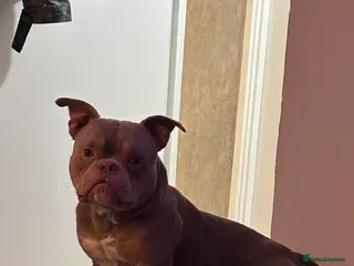 American Bully dogs Stunning Micro Bully - Registered - Advert 1